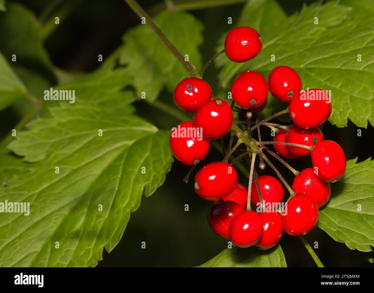 Poisonous Red Baneberries (Actaea rubra) growing in the Chippewa National Forest, northern Minnesota USA Stock Photo