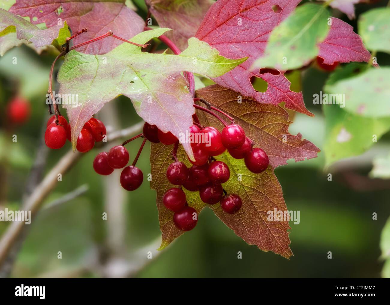 Red Highbush Cranberry (Viburnum trilobum) berries in the autumn in the Chippewa National Forest, northern Minnesota USA Stock Photo