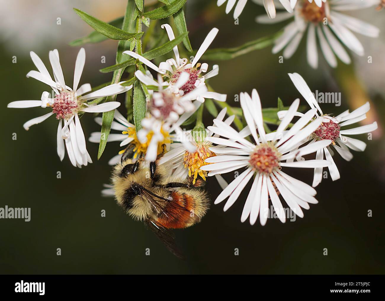 Bee feeding on White Aster (Symphyotrichum ericoides) flowers in the Chippewa National Forest, northern Minnesota USA Stock Photo