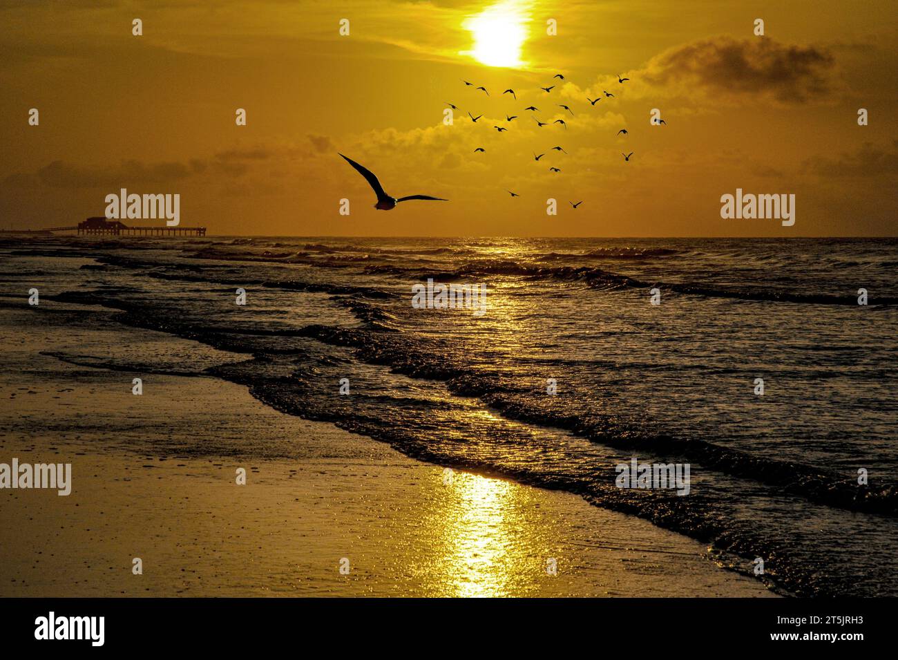 As the slumbering coastal town begins to awaken in the early morning, seagulls soar above Galveston Beach. Stock Photo