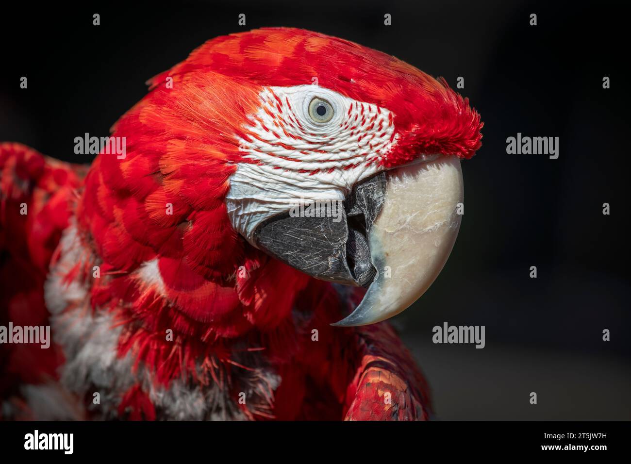 a close up portrait of a scarlet macaw, Ara macao. It shows just the head and side face in detail. The background is dark with space for text Stock Photo