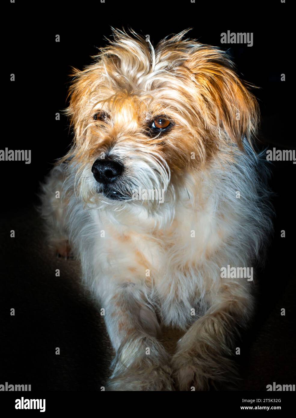 Portrait  of a Long Haired Parson Jack Russell terrier. Stock Photo