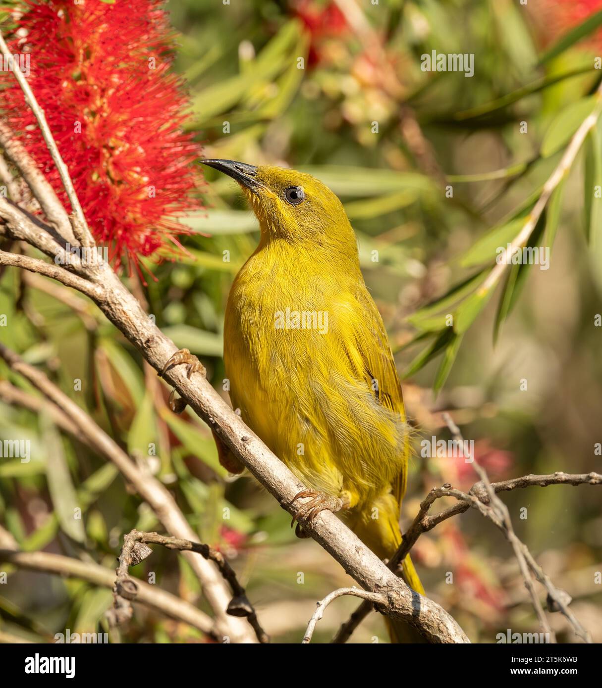 The yellow honeyeater (Stomiopera flava ) is a species of bird in the family Meliphagidae, typify the tropics. In north-east Queensland. Stock Photo