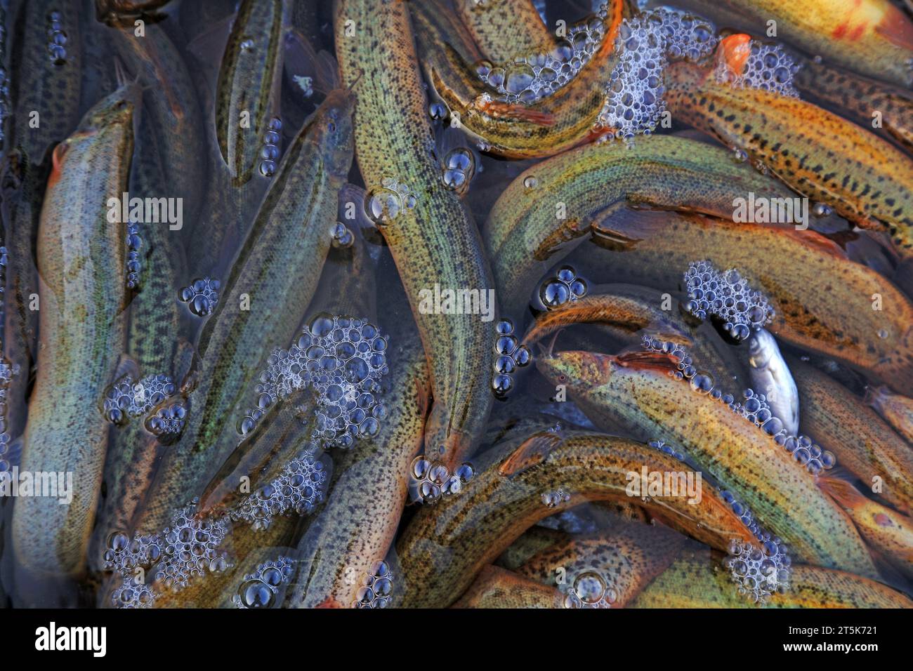Piles of loach fish Stock Photo