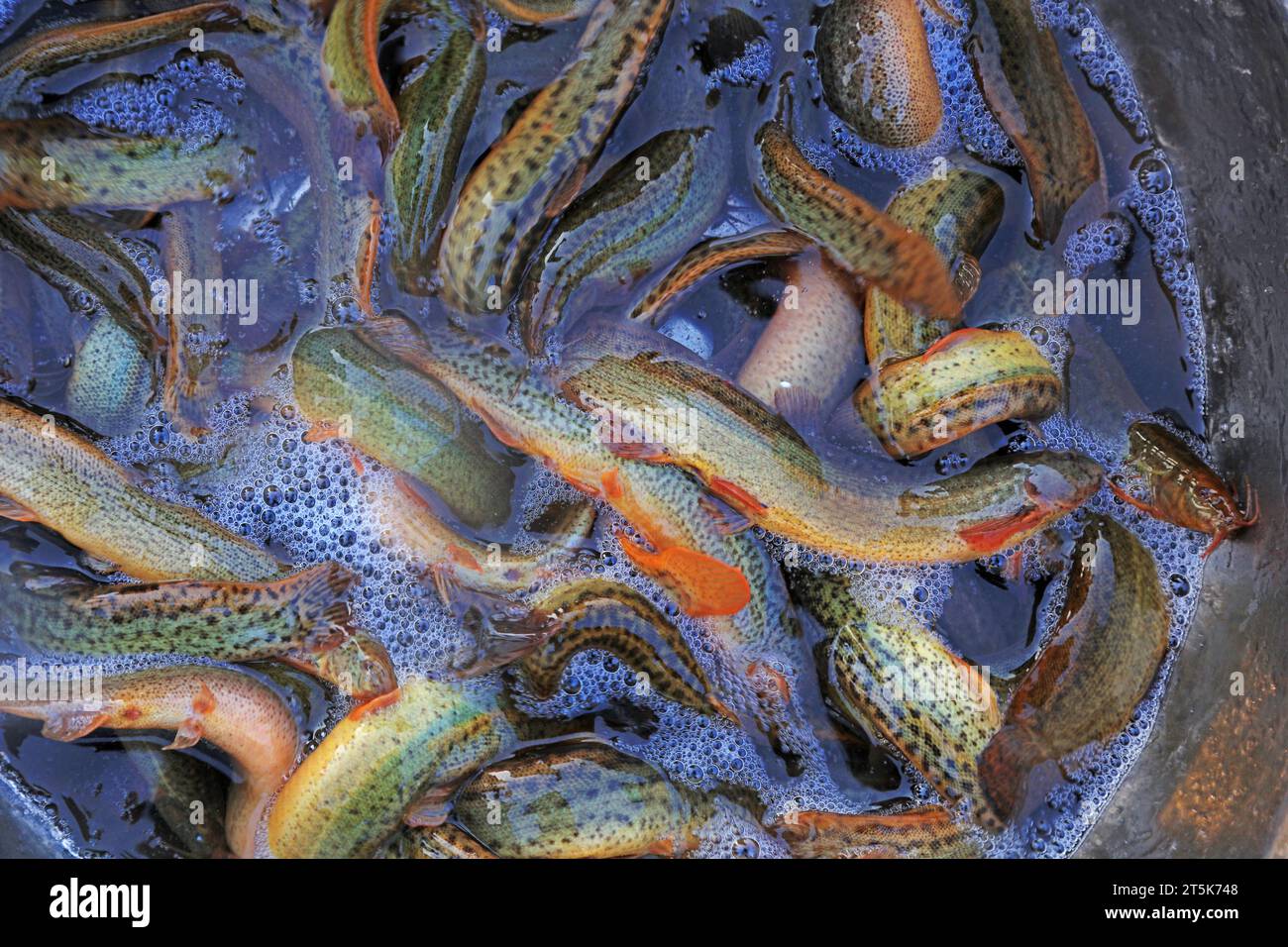 Piles of loach fish Stock Photo