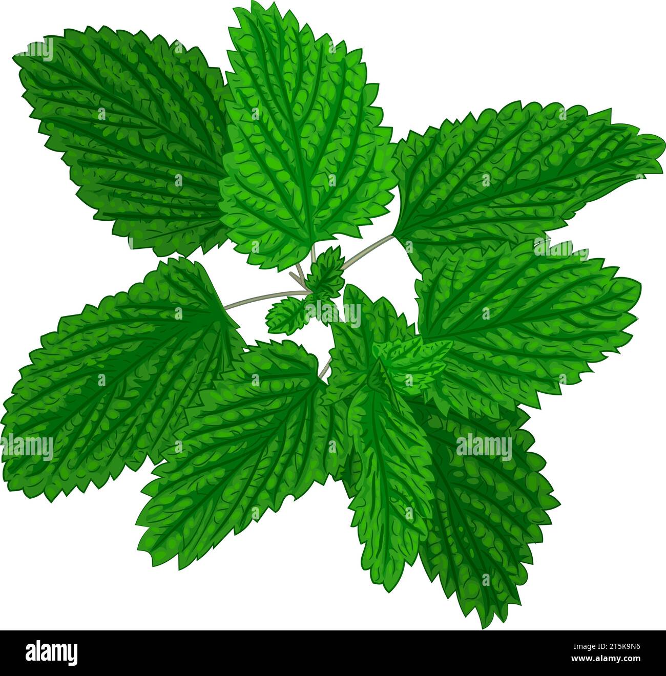 Color illustration of fragrant fresh mint sprig. Vector illustration of