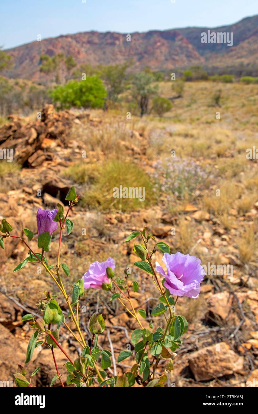 Sturt's desert rose in Tnorala (Gosse Bluff) Conservation Reserve Stock Photo
