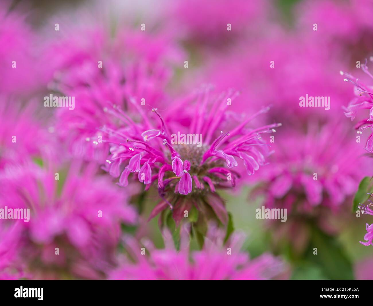Monarda didyma purple lace hi-res stock photography and images - Alamy