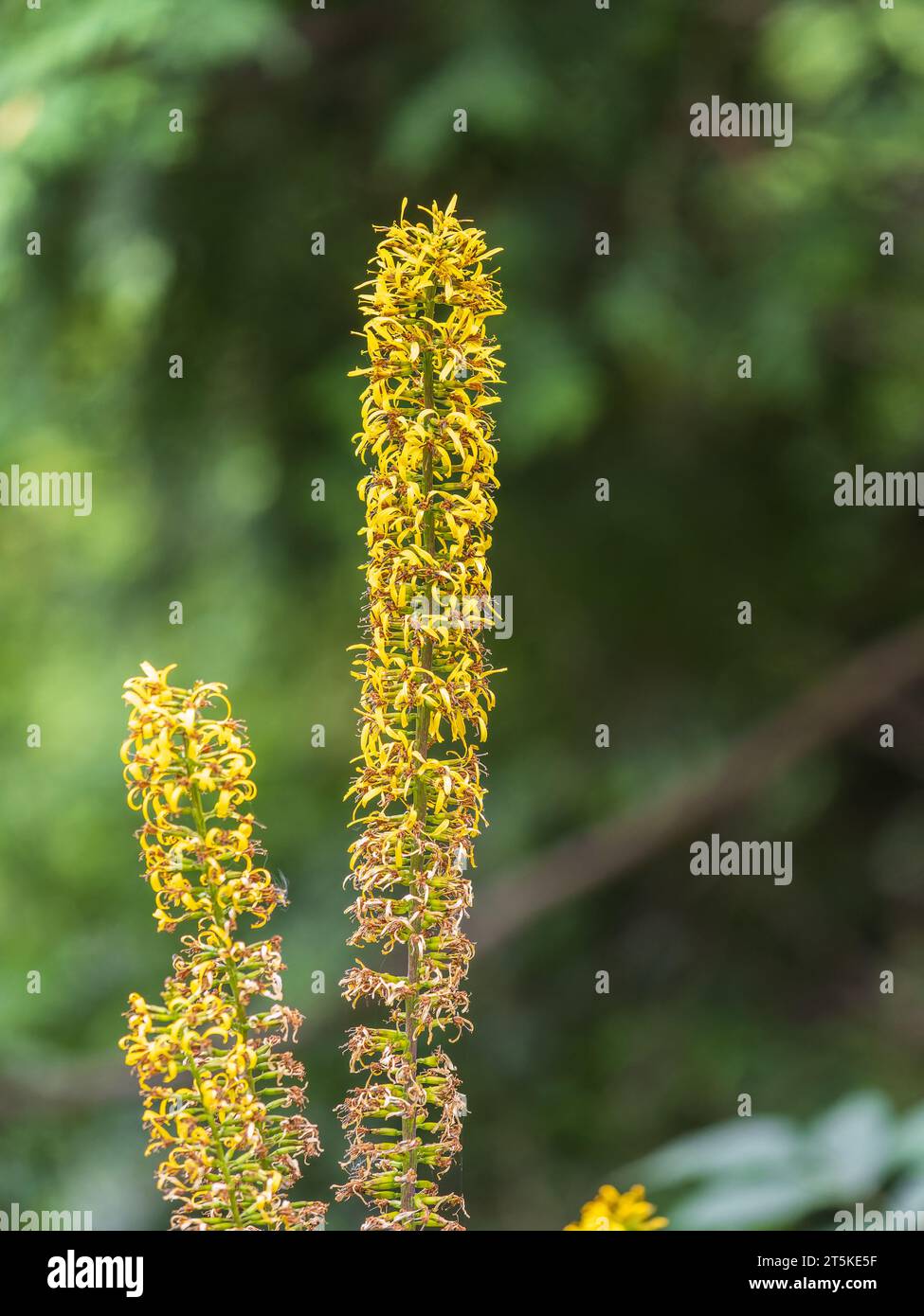Yellow inflorescences of Ligularia przewalskii in garden. Close up of ligularia przewalskii flowers in bloom Stock Photo
