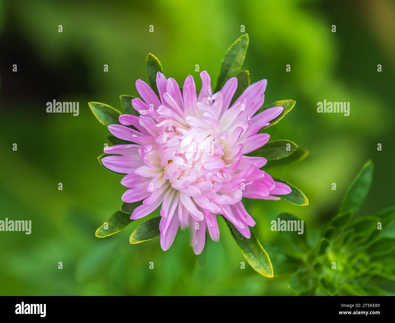 Bunch of white aster flowers. Flowering plant in autumnal garden. Autumn white blossoming aster, closeup Stock Photo