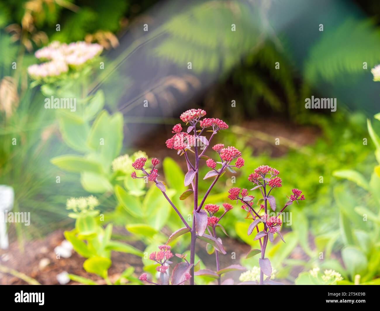 Beautiful purple sedum flowers in the autumn garden. Sedum Touchdown Teak Stock Photo