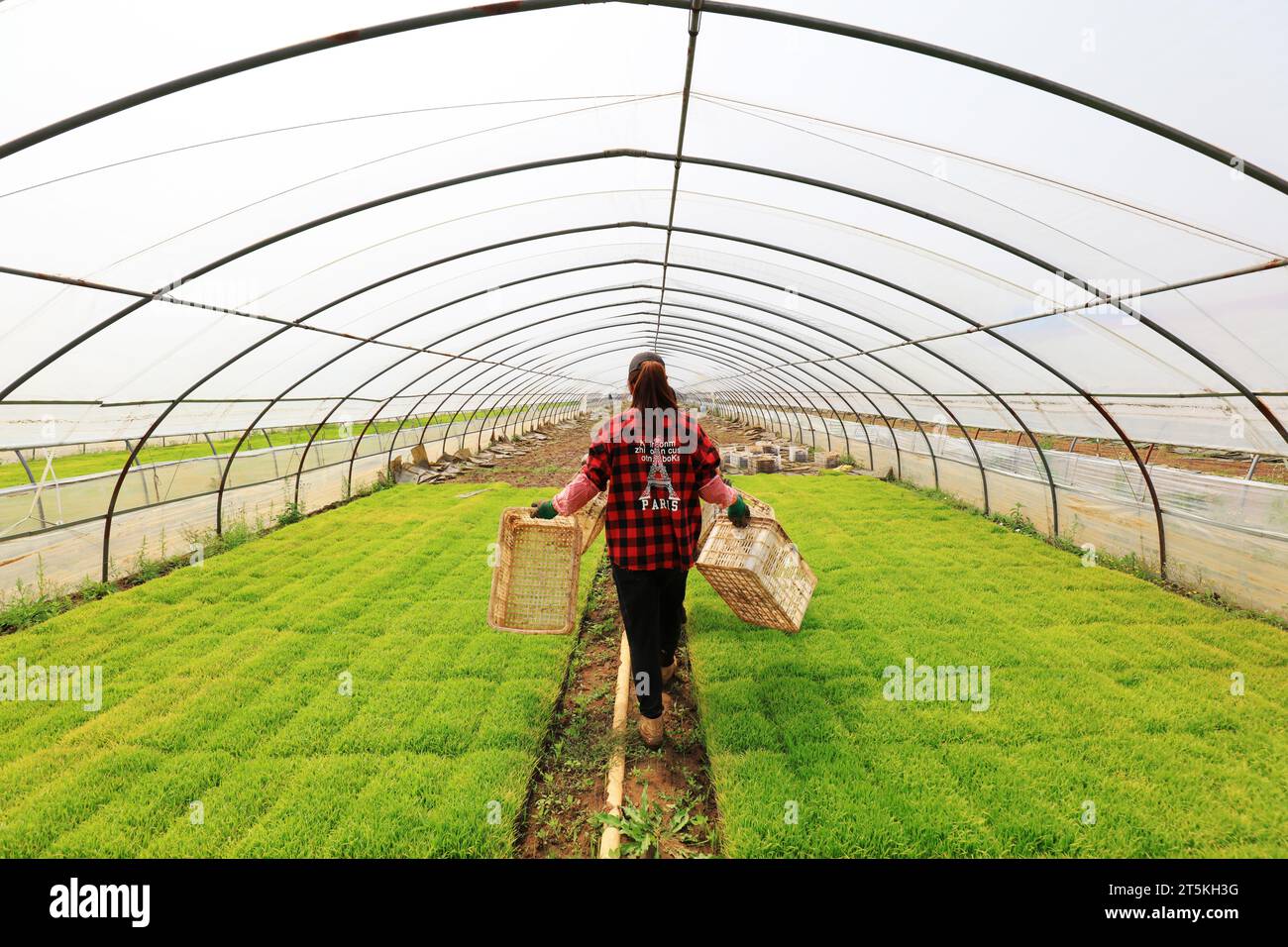 Farmers are busy in the rice seedling greenhouse Stock Photo - Alamy