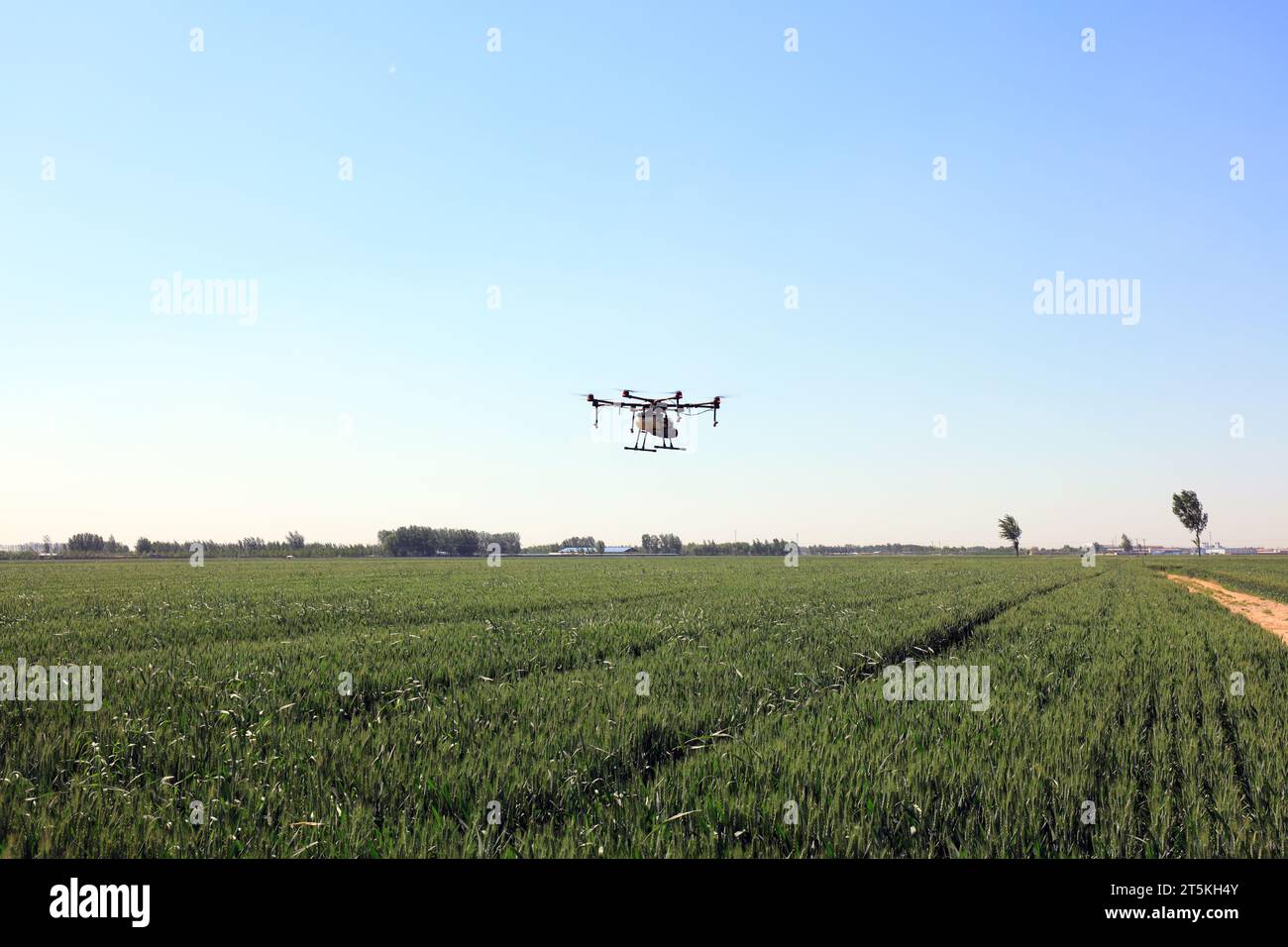 Agricultural UAVs pesticide wheat on a farm, China Stock Photo