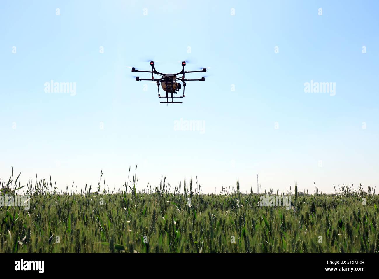 Agricultural UAVs pesticide wheat on a farm, China Stock Photo