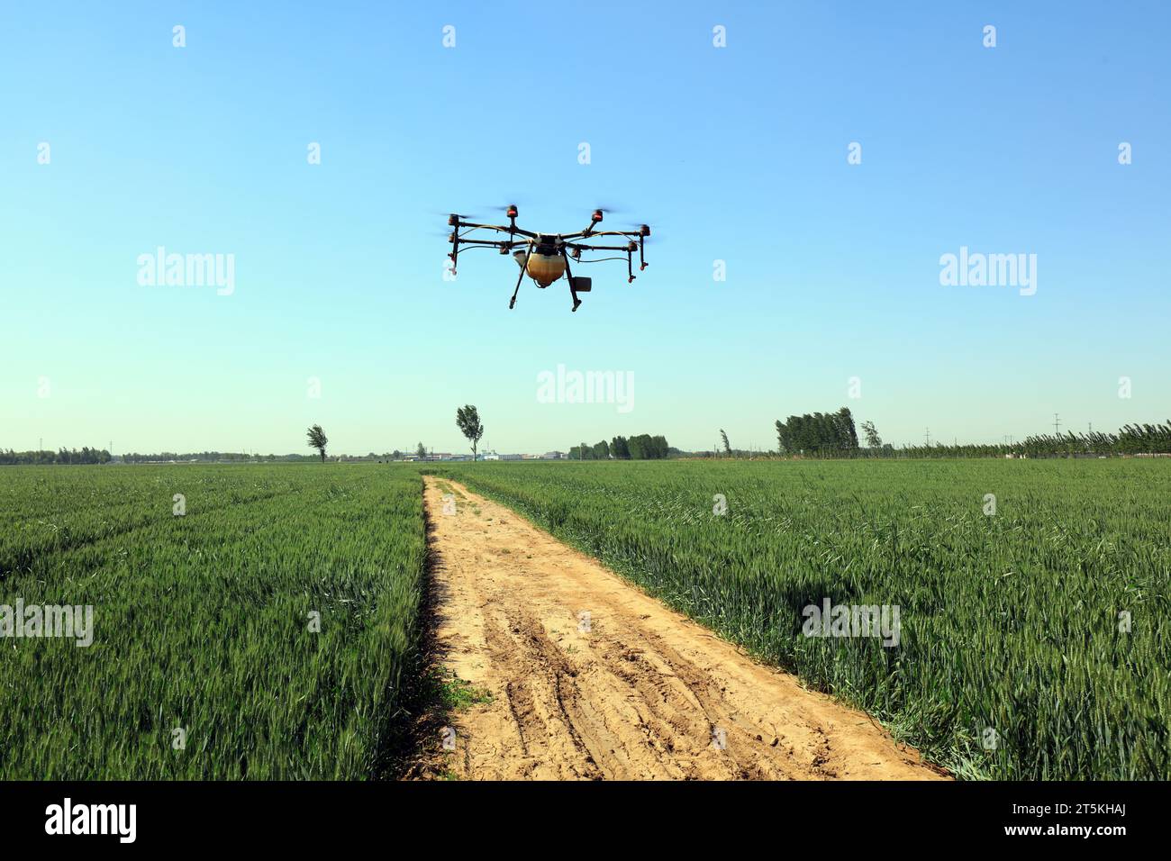 Agricultural UAVs pesticide wheat on a farm, China Stock Photo