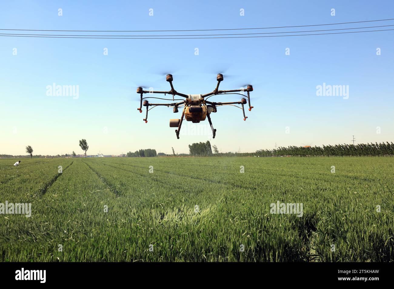 Agricultural UAVs pesticide wheat on a farm, China Stock Photo