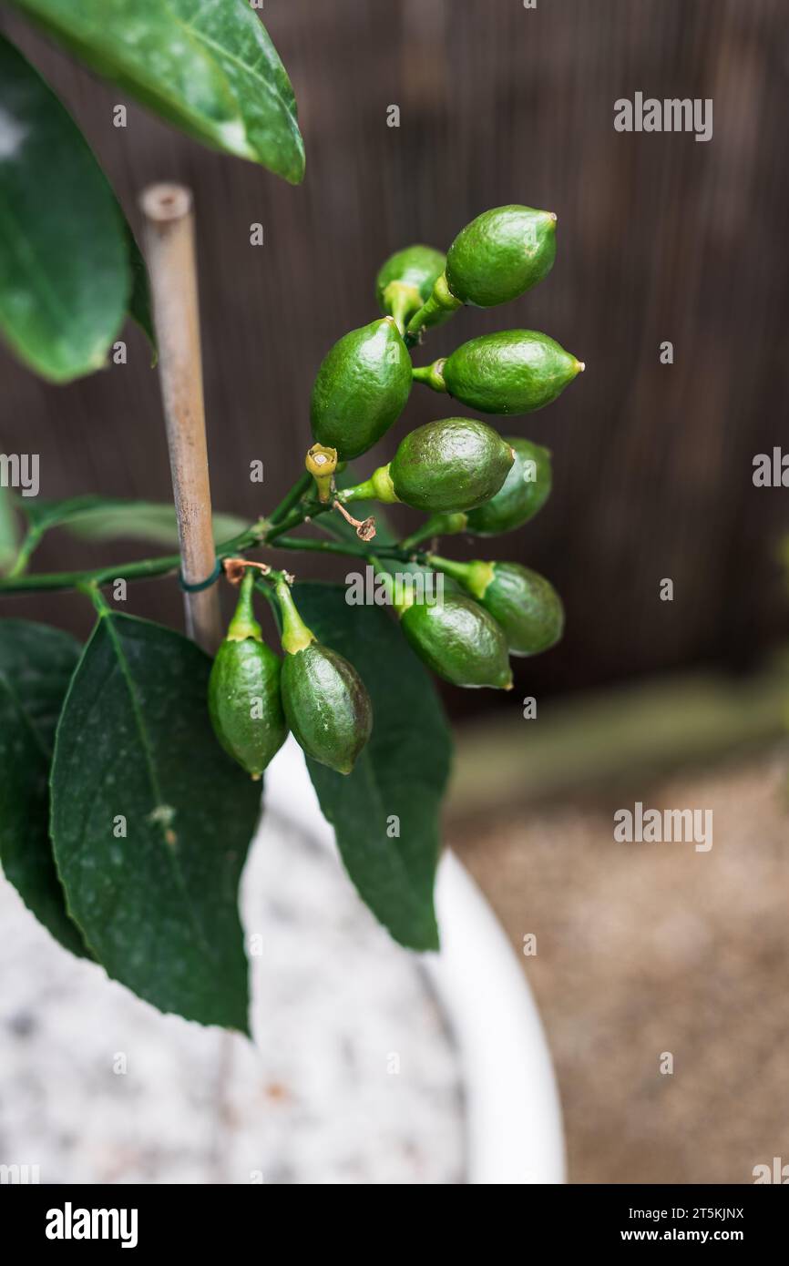 close-up of lemon tree with lemons forming on a branch shot at shallow depth of field Stock Photo
