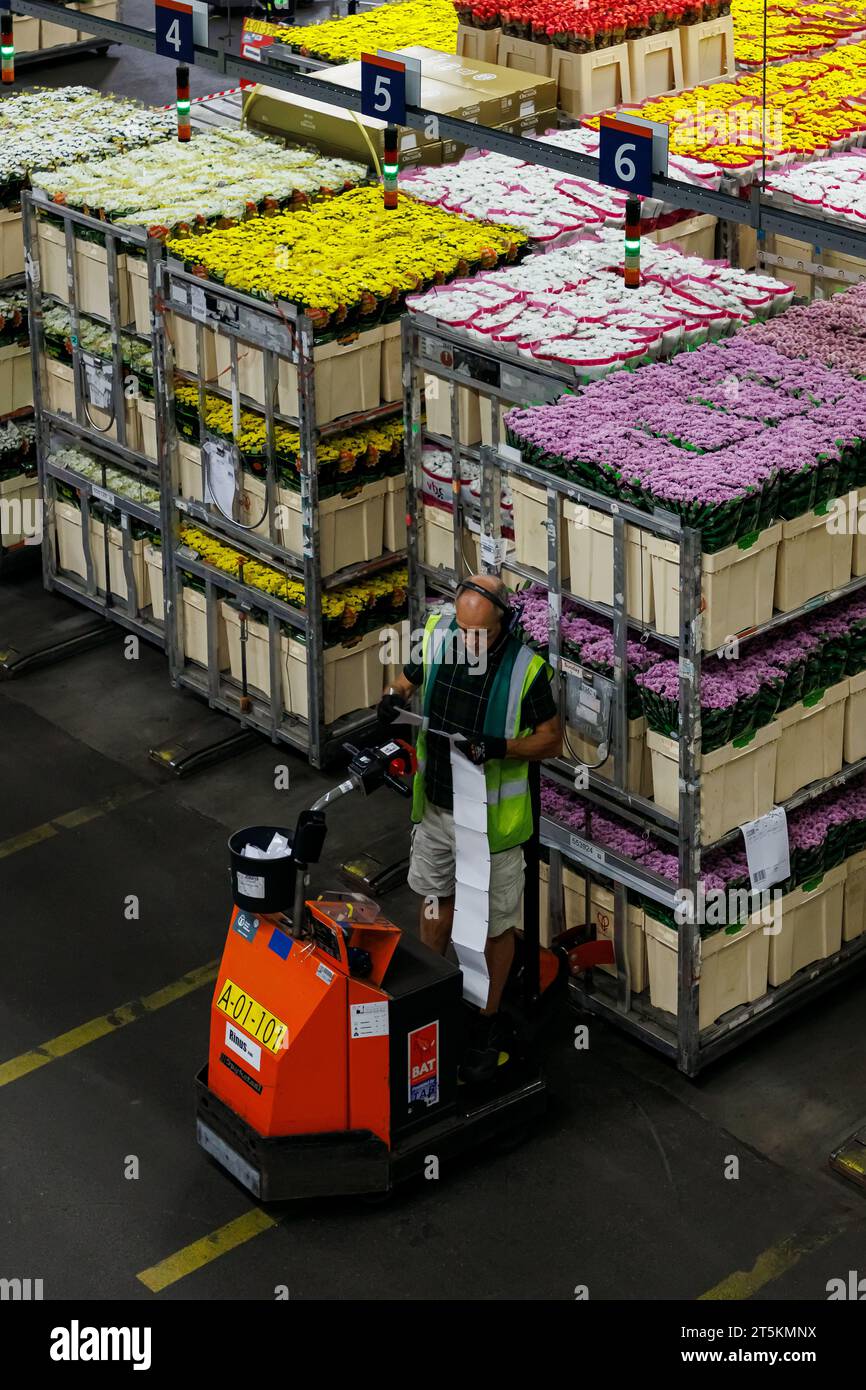AALSMEER, THE NETHERLANDS - 06 SEPTEMBER 2022.  Aalsmeer Flower Auction is the largest flower auction in the world; Around 20 million flowers are sold Stock Photo