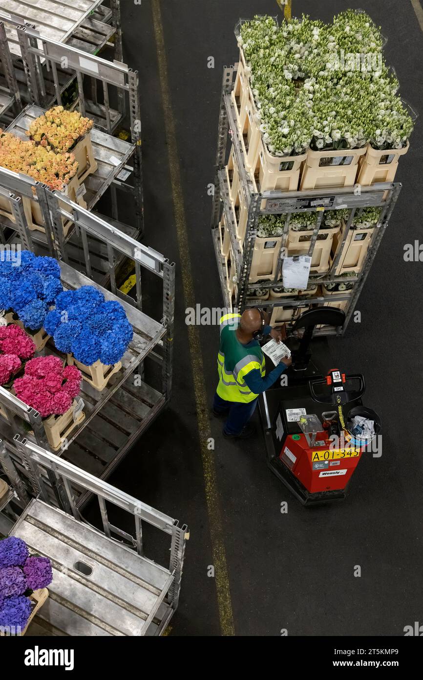 AALSMEER, THE NETHERLANDS 06 SEPTEMBER 2022. Aalsmeer Flower Auction
