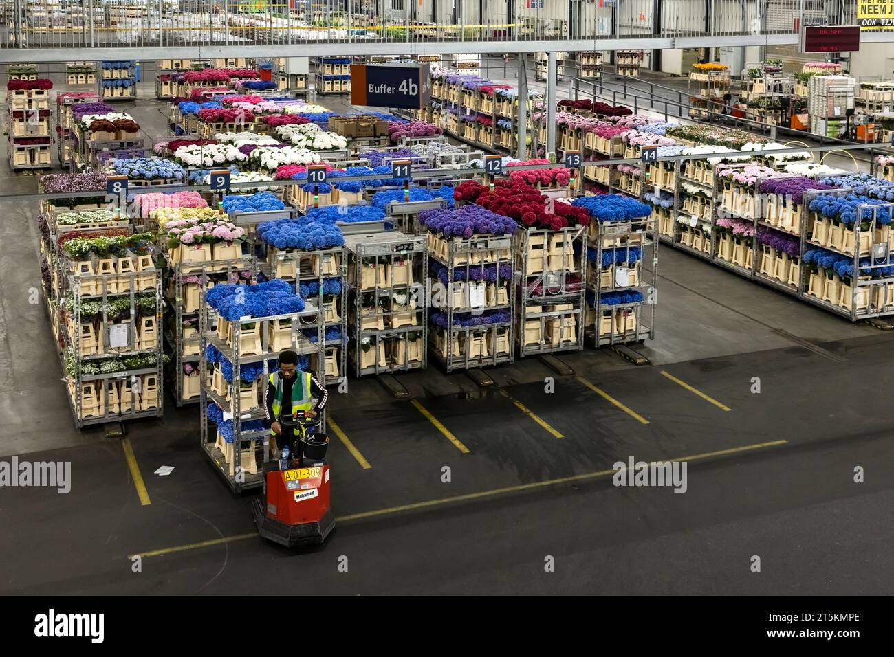 AALSMEER, THE NETHERLANDS 06 SEPTEMBER 2022. Aalsmeer Flower Auction
