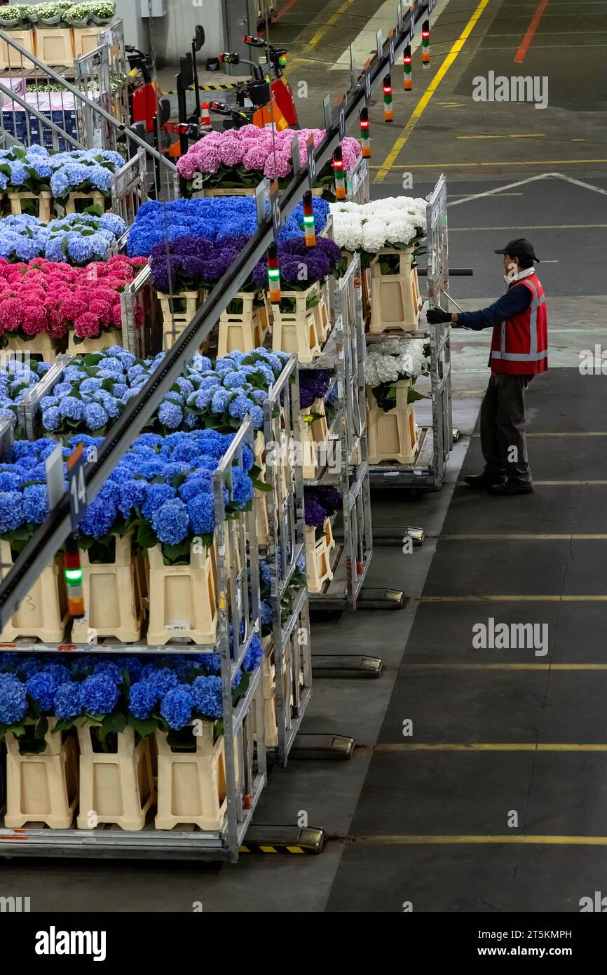 AALSMEER, THE NETHERLANDS 06 SEPTEMBER 2022. Aalsmeer Flower Auction