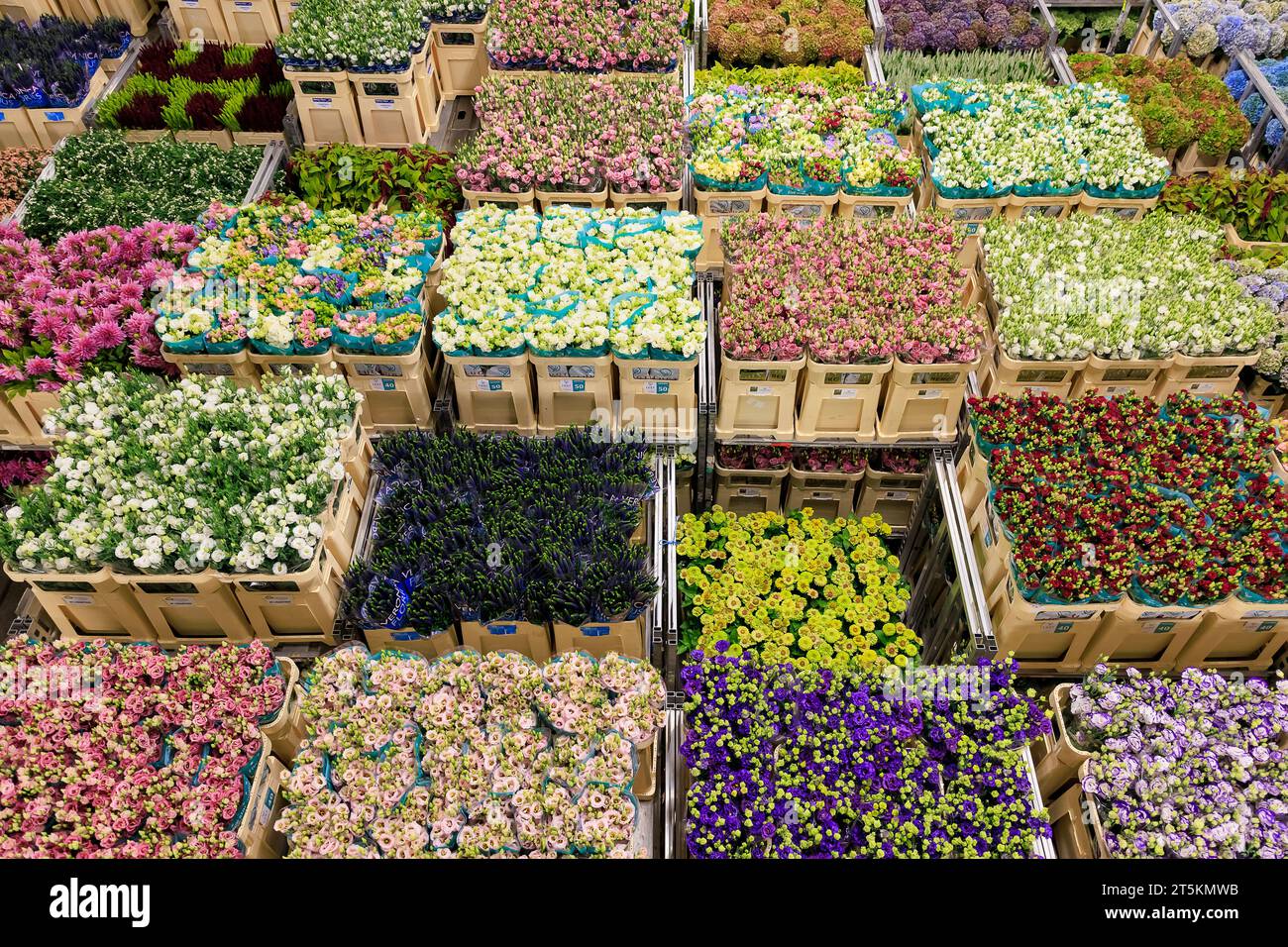 AALSMEER, THE NETHERLANDS - 06 SEPTEMBER 2022.  Aalsmeer Flower Auction is the largest flower auction in the world; Around 20 million flowers are sold Stock Photo