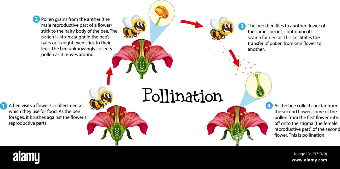 Learn about flower pollination through an informative science infographic Stock Vector