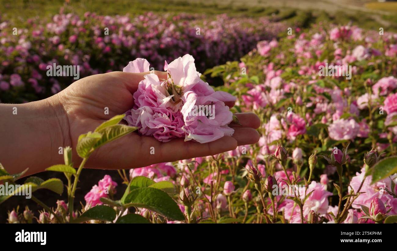Woman hands picked Rosa damascena for perfumes and essential rose oil Stock Photo