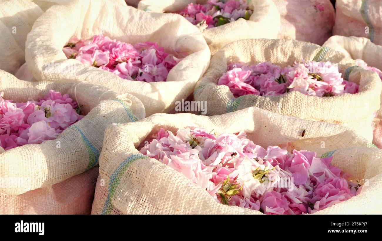 Rose petals in bags. Rose petals harvest for perfume. Plantation and field of roses Stock Photo