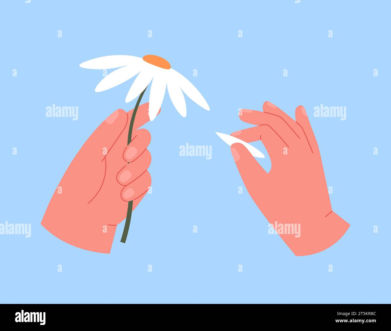 Fortune telling with chamomile. Hand hold daisy flower and petal. Magic