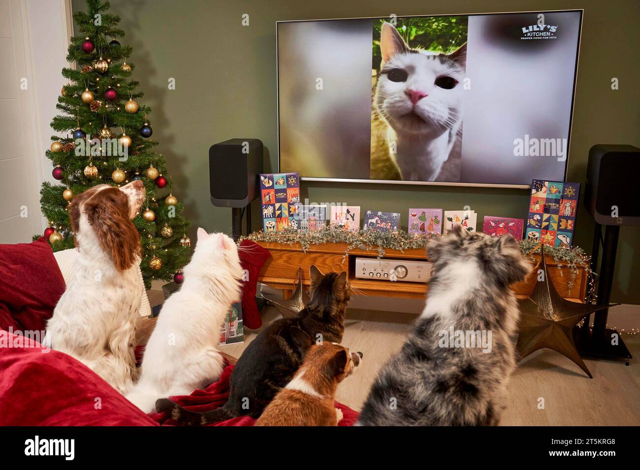 EDITORIAL USE ONLY (Left to right) Doreen the cocker spaniel, Tippex the white cat, Yolo the tabby cat, Jinty the jack russell and Zen the miniature shepherd sit on the sofa for the premiere of the new Lily's Kitchen Christmas advert, supporting its charity partnerships with Dogs Trust and L.I.C.K., which celebrates the daily joys of pet ownership - from morning cuddles to dinner dances. Issue date: Monday November 6, 2023. Stock Photo