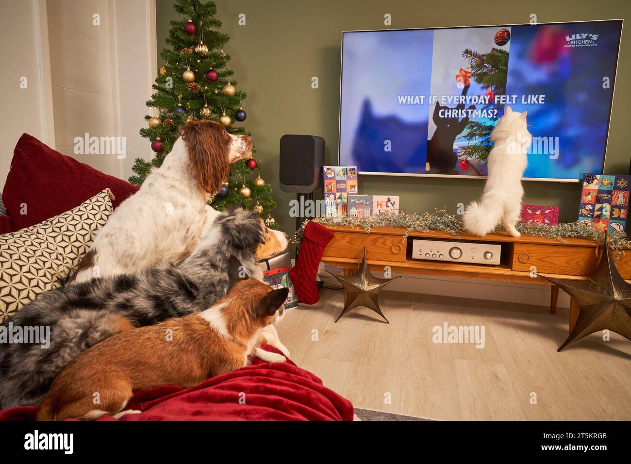 EDITORIAL USE ONLY (Left to right) Doreen the cocker spaniel, Zen the miniature shepherd, Jinty the jack russell and Tippex the white cat sit on the sofa for the premiere of the new Lily's Kitchen Christmas advert, supporting its charity partnerships with Dogs Trust and L.I.C.K., which celebrates the daily joys of pet ownership - from morning cuddles to dinner dances. Issue date: Monday November 6, 2023. Stock Photo
