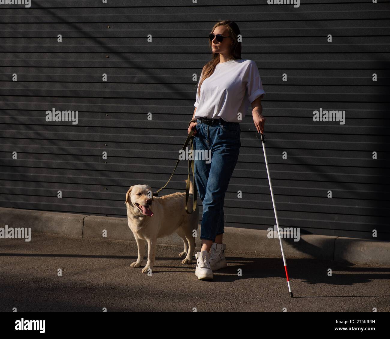 Blind woman walking guide dog outdoors Stock Photo - Alamy
