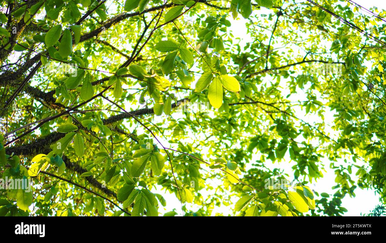 Light green backgrounds hi-res stock photography and images - Alamy