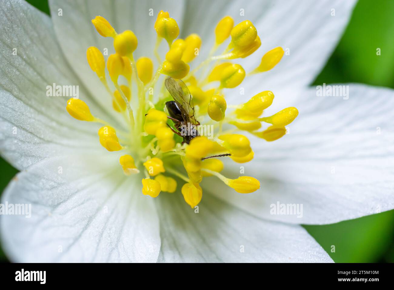 close up photo of hylaeus or bee on the White flower with green leaves in the garden. Stock Photo