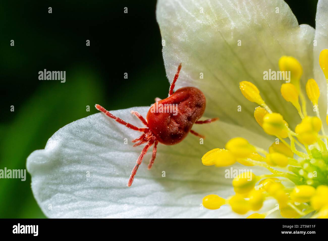 Close up macro Red velvet mite or Trombidiidae in natural environment on a white anemone flower. Stock Photo