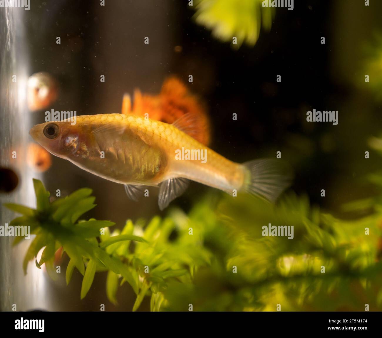 Female guppy in aquarium. Selective focus with shallow depth of field. Stock Photo