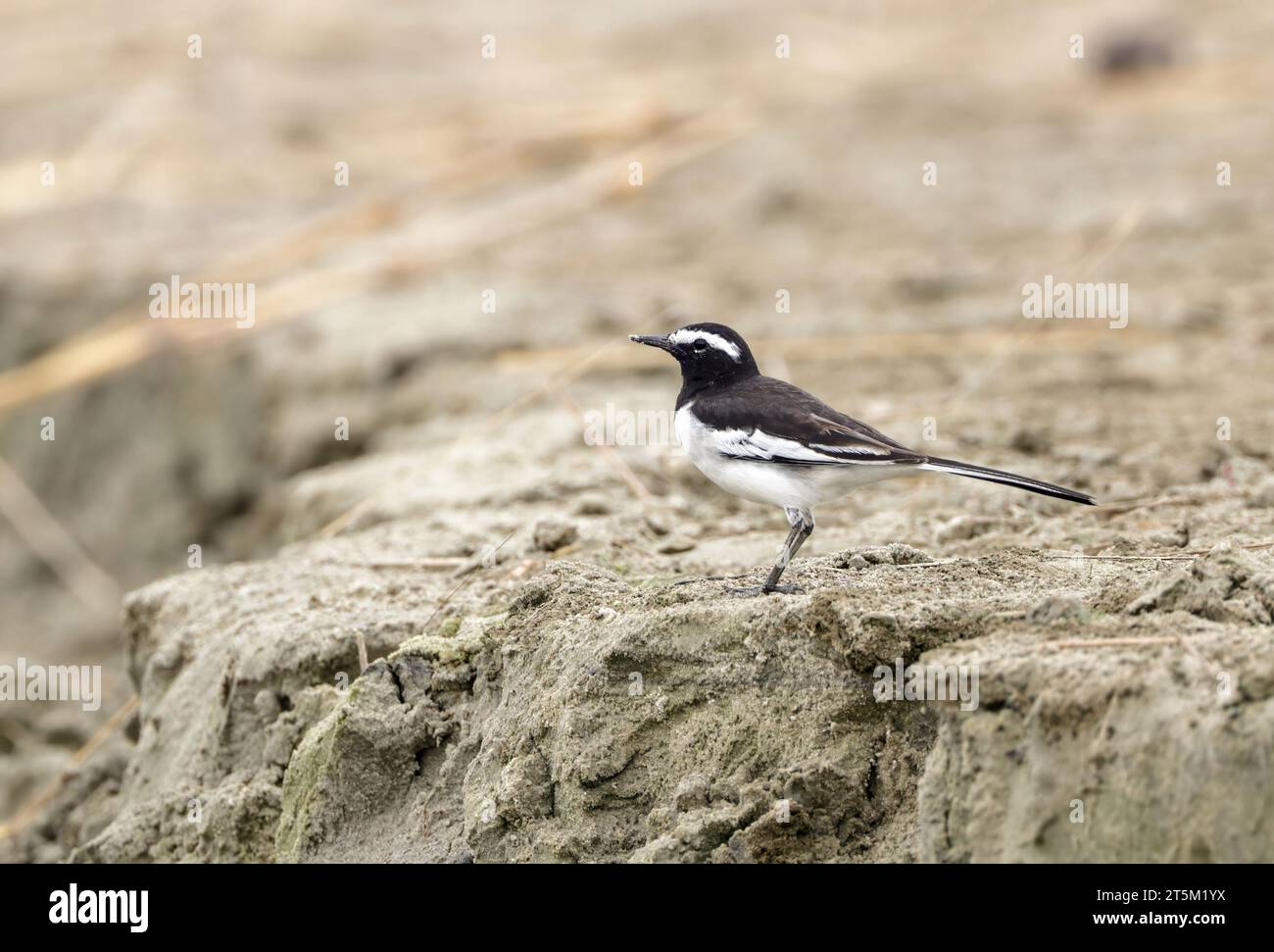 white-browed wagtail or large pied wagtail is a medium-sized bird and is the largest member of the wagtail family. Stock Photo