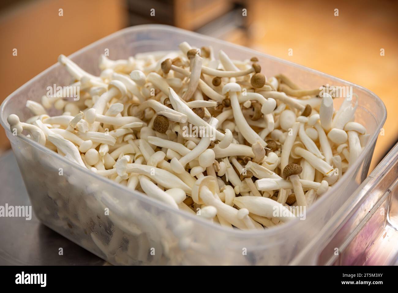 Plastic container brimming with fresh white enoki mushrooms. Stock Photo