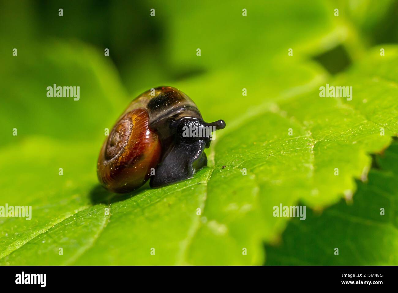 oxychilus-alliarius-hi-res-stock-photography-and-images-alamy