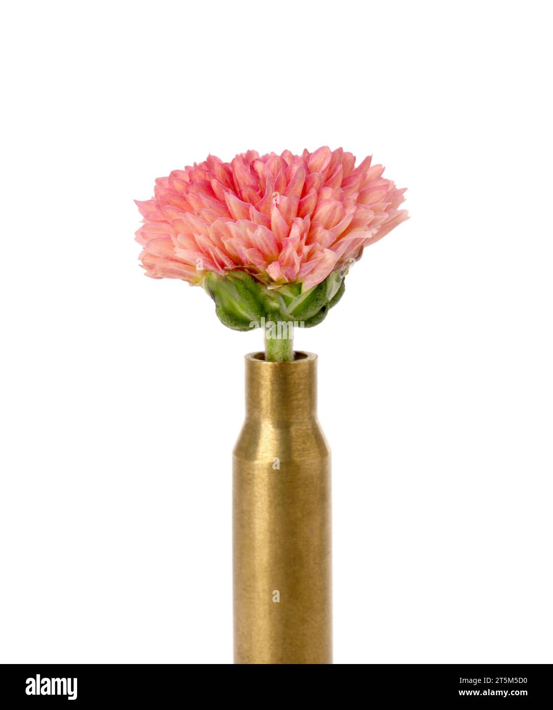 Beautiful flower in bullet case isolated on white Stock Photo - Alamy