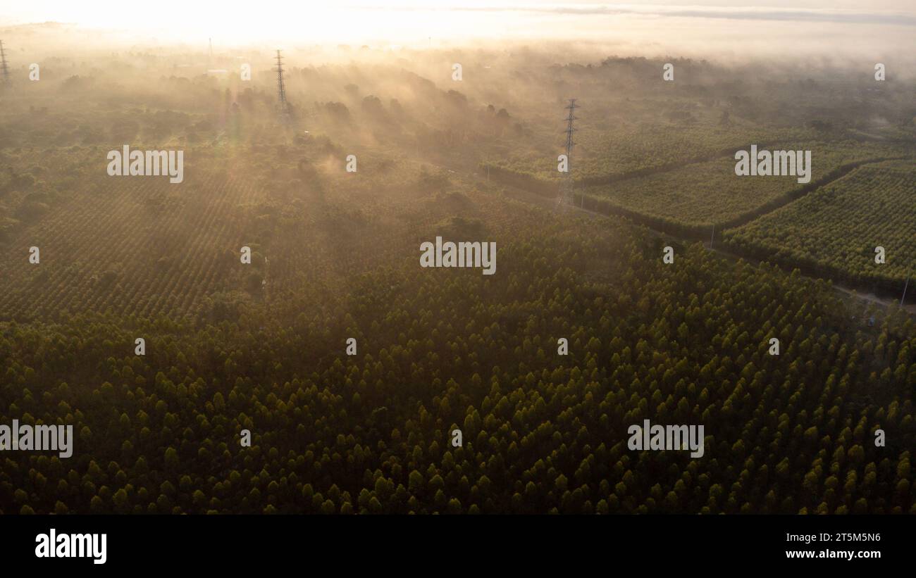 Aerial view of High voltage grid tower with wire cable at tree forest with fog in early morning. Colorful landscape with woods in fog, sunbeams, sky, Stock Photo