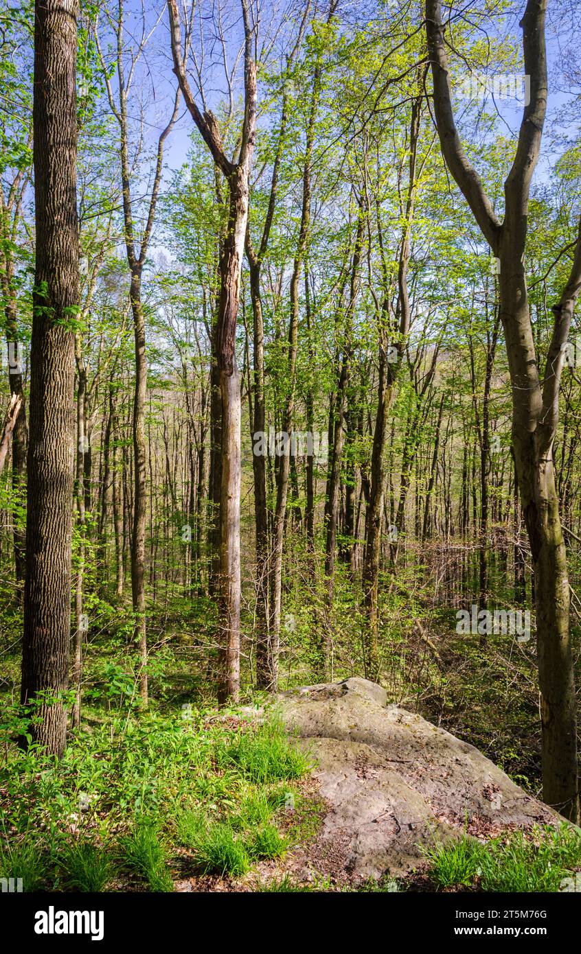 Thandur Rocks Thunder Rocks Area of Allegany State Park in New York State Stock Photo ...