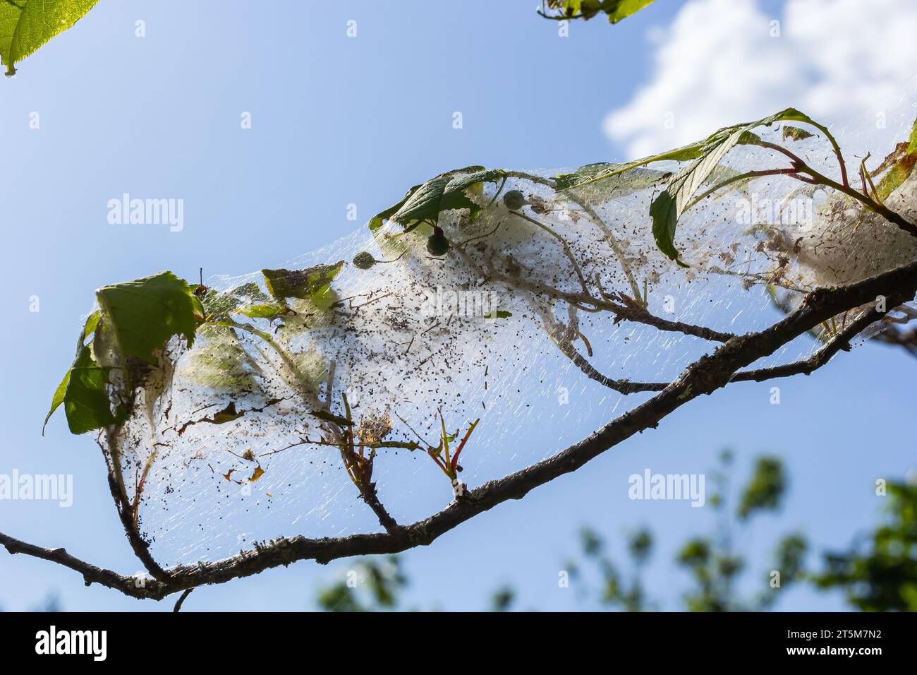 Group of Larvae of Bird-cherry ermine Yponomeuta evonymella pupate in tightly packed communal, white web on a tree trunk and branches among green leav Stock Photo