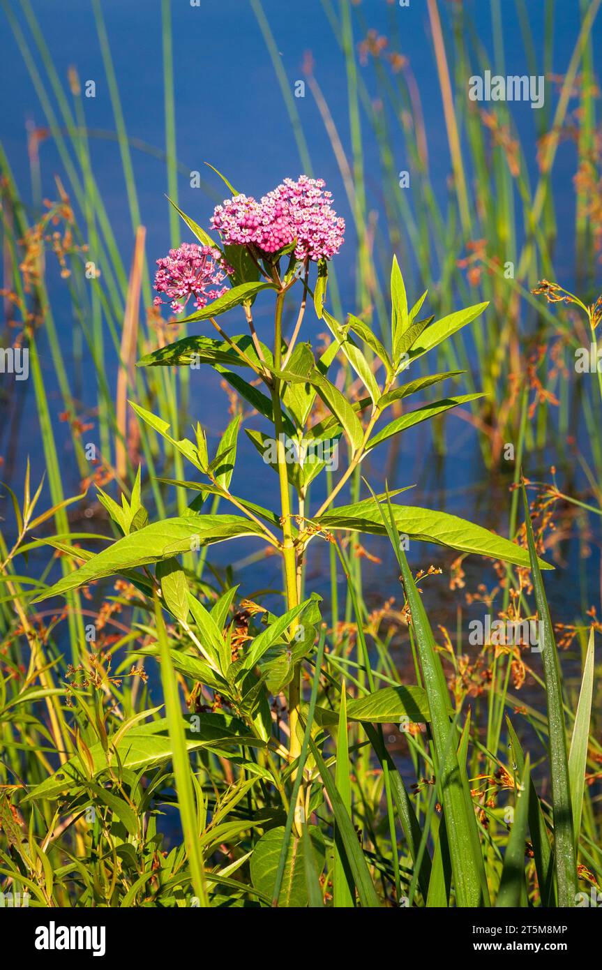 Quaker Lake Area at Allegany State Park in New York State Allegany