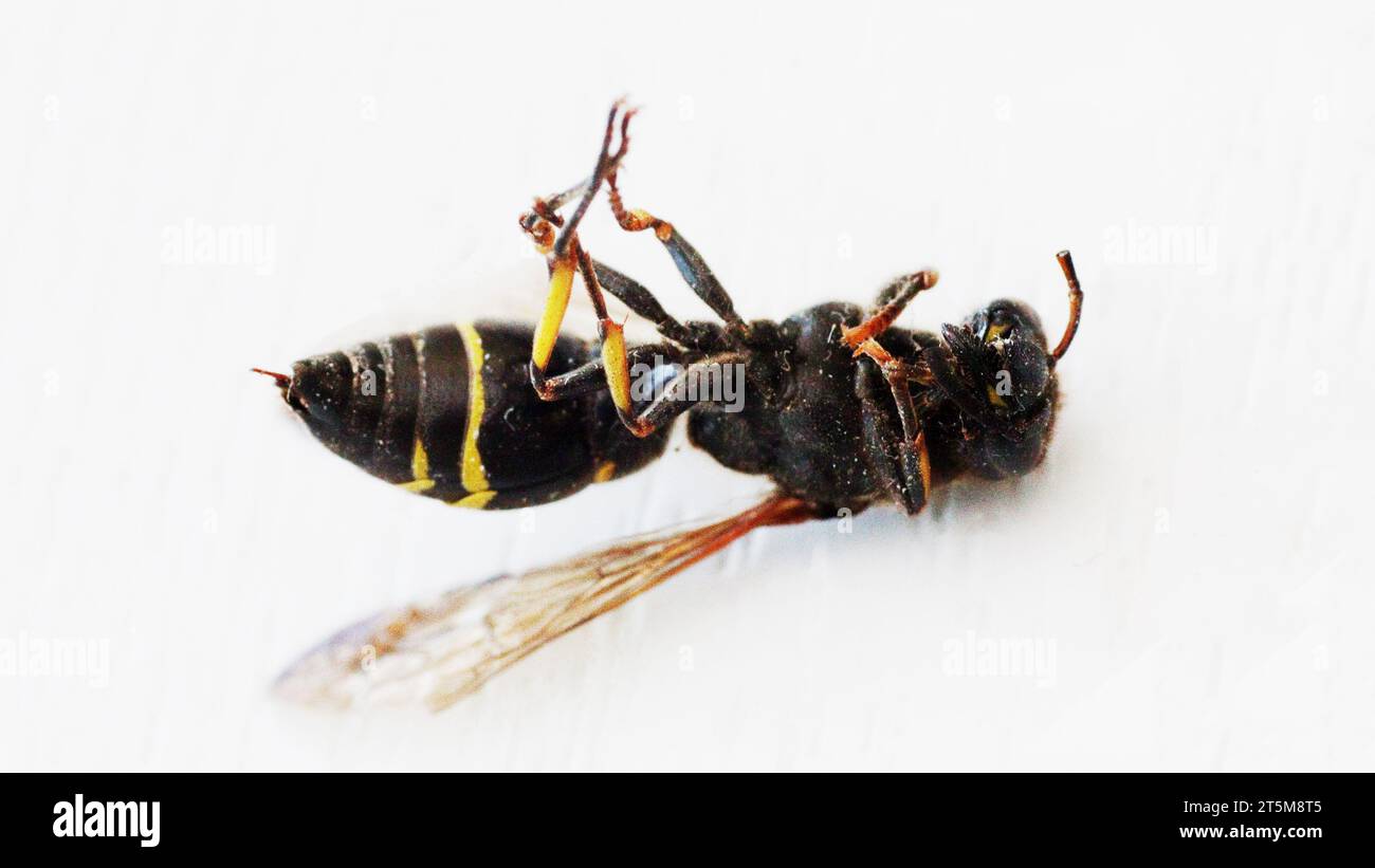 Horizontal photo of a dead bee on a white background. Stock Photo