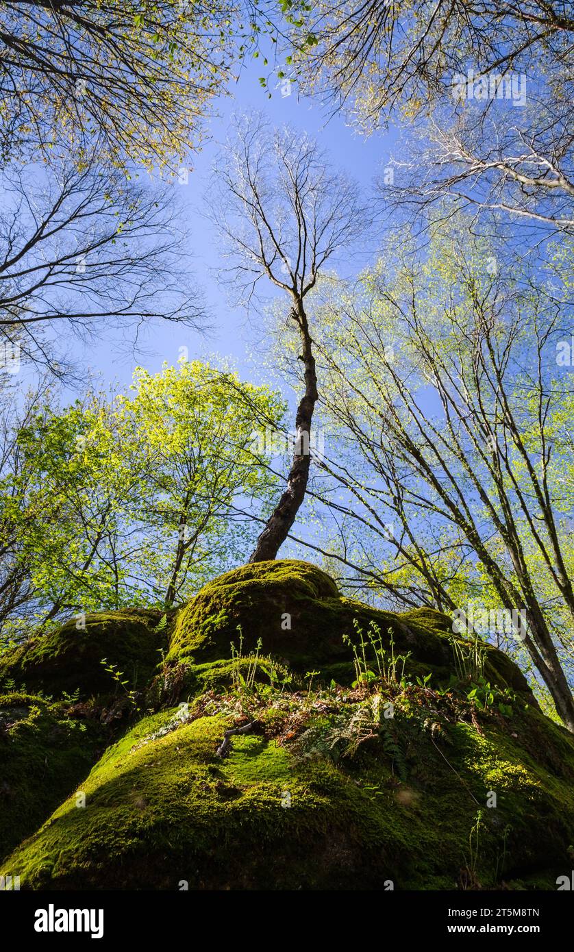Thandur Rocks Thunder Rocks Area of Allegany State Park in New York State Stock Photo ...