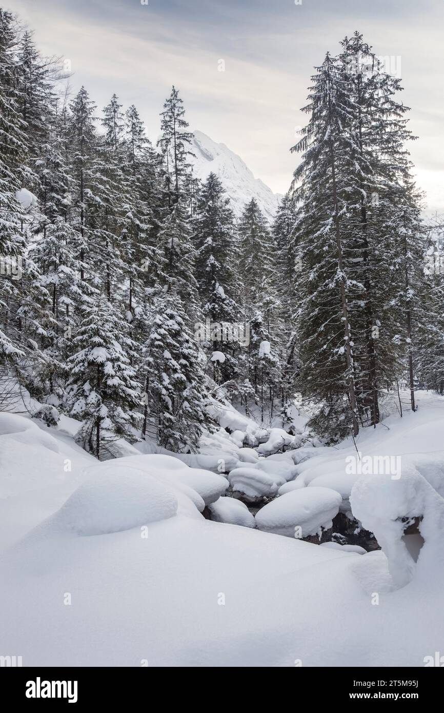 Stunning winter landscape coniferous forest hi-res stock photography