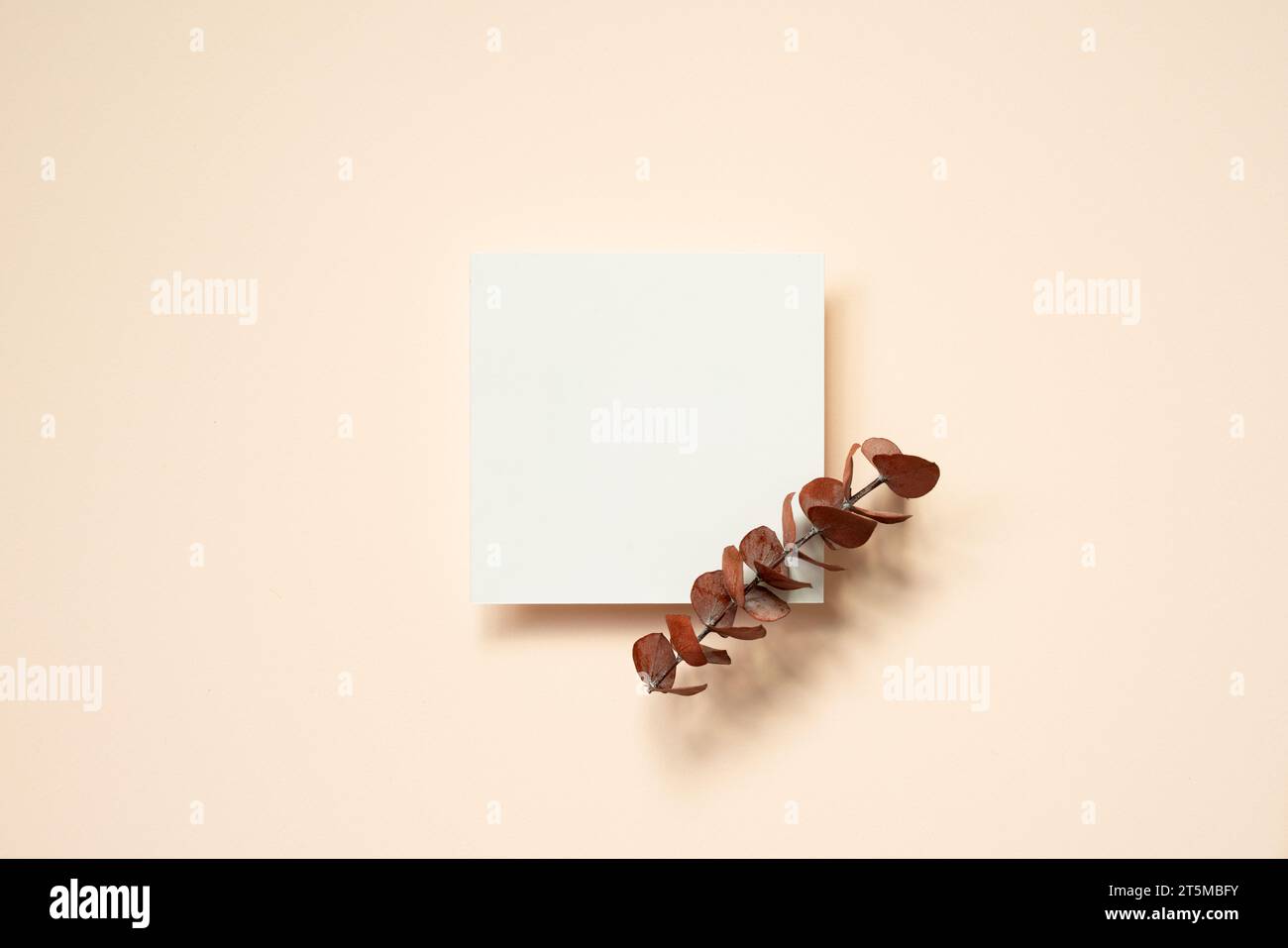 Empty white memo pad with eucalyptus leaf on pink background. top view, copy space Stock Photo