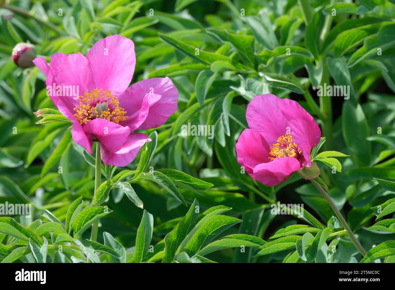 Paeonia officinalis subsp. huthii Soldano, deep pink peony flowers  in late spring/early summer Stock Photo